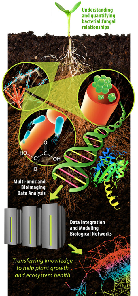 diagram: understanding bacterial:fungal relationships