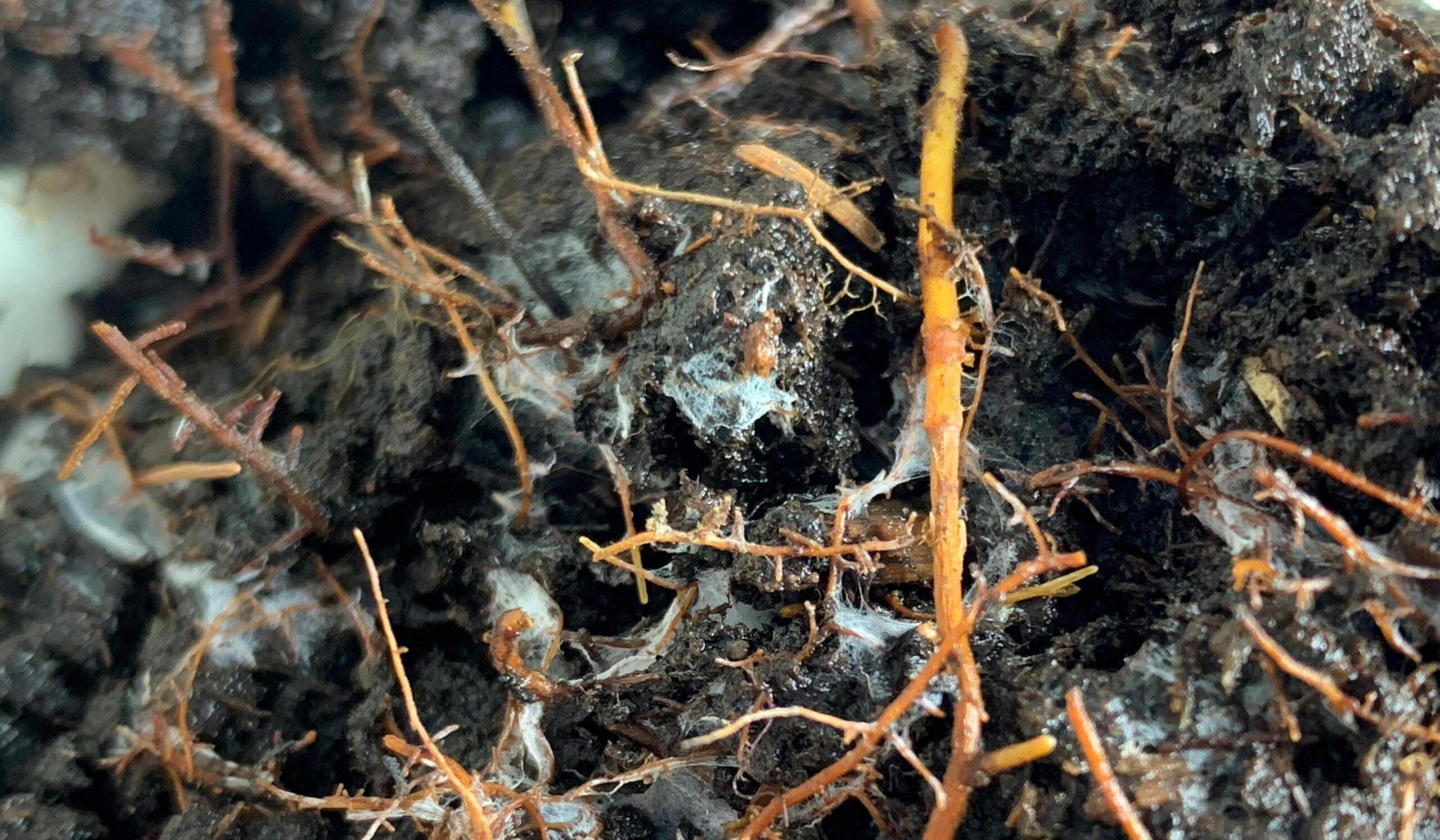 sfa research image