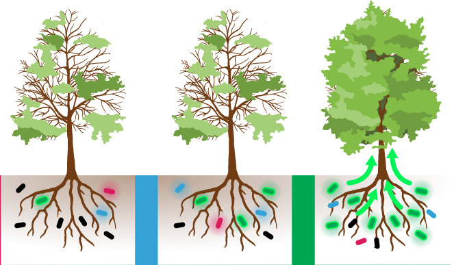 sfa research image