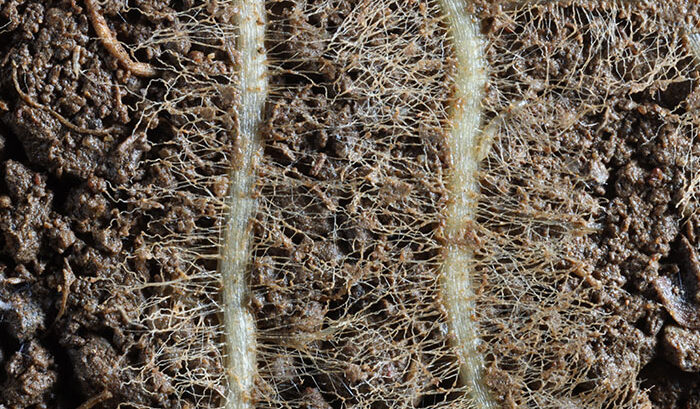 sfa research image