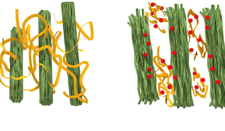 sfa research image