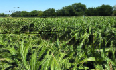 Developing BetterPlants for Biofuels.