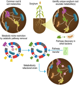 Refactoring the metabolism of bacteria for persistence control.